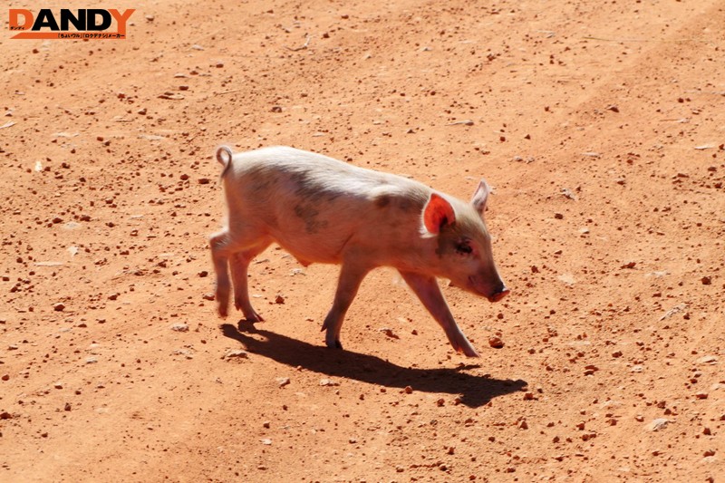 「野性の王国」番外編 ワケありおばさん看護師がアフリカ原住民の童貞青年と生中出しをヤるのサムネイル画像